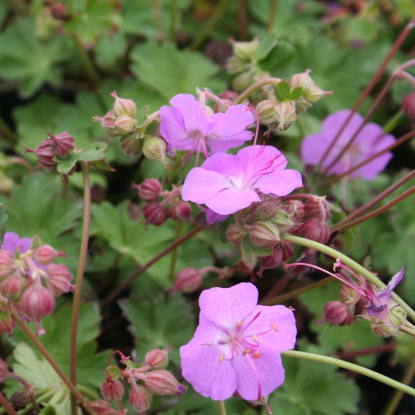 Geranium x cantab. 'Karmina'