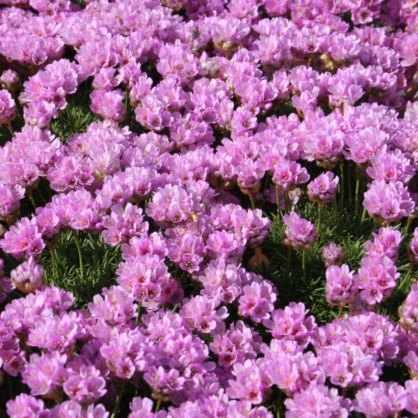 Armeria juniperifolia 'Bevan'