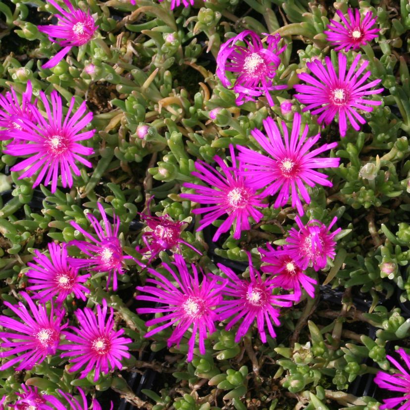 Delosperma cooperi 'Table Mountain'