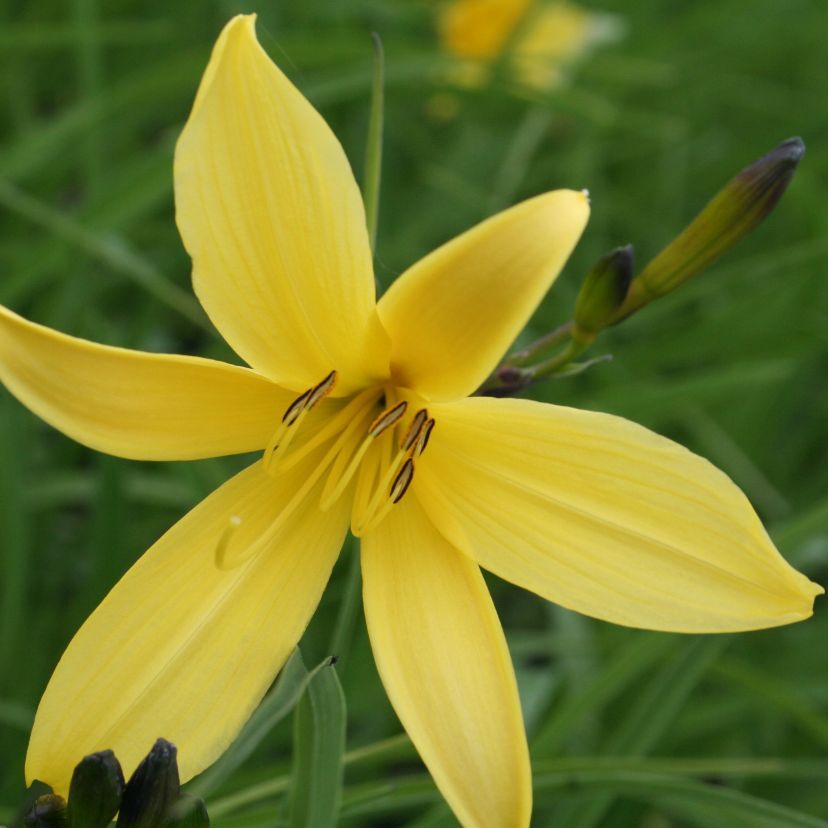 Hemerocallis minor