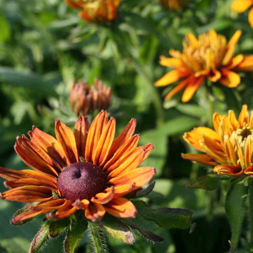 STM - Rudbeckia hirta 'Sonora'