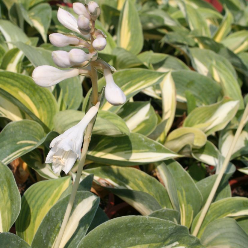 STM - Hosta hybr. 'Dream Weaver'