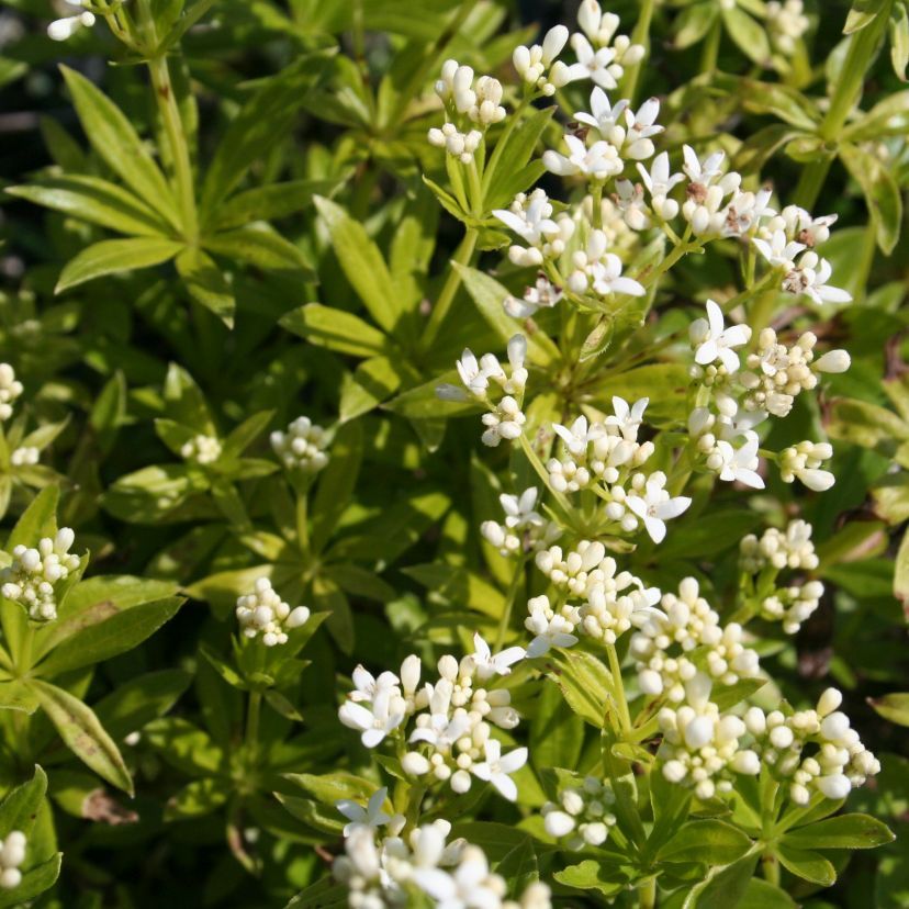 Galium odoratum