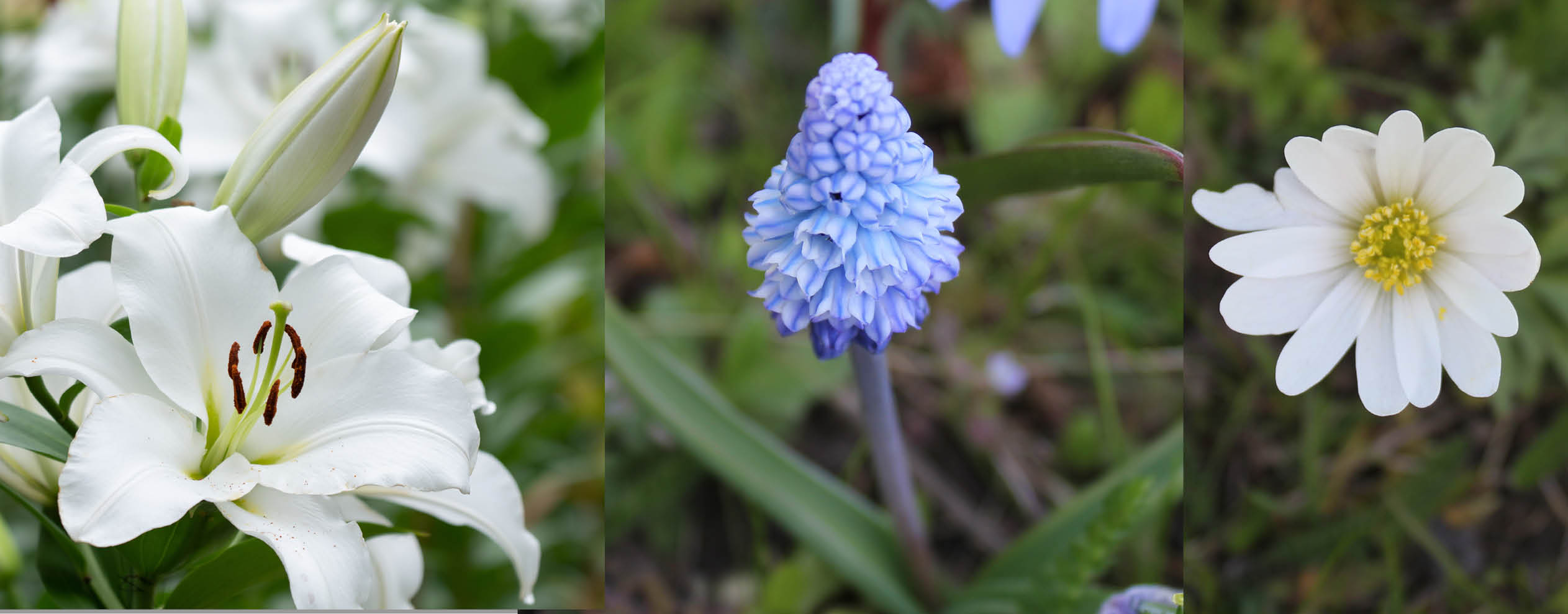 Schattenfreude PREMIUM- Zwiebel-und Knollenmischung
