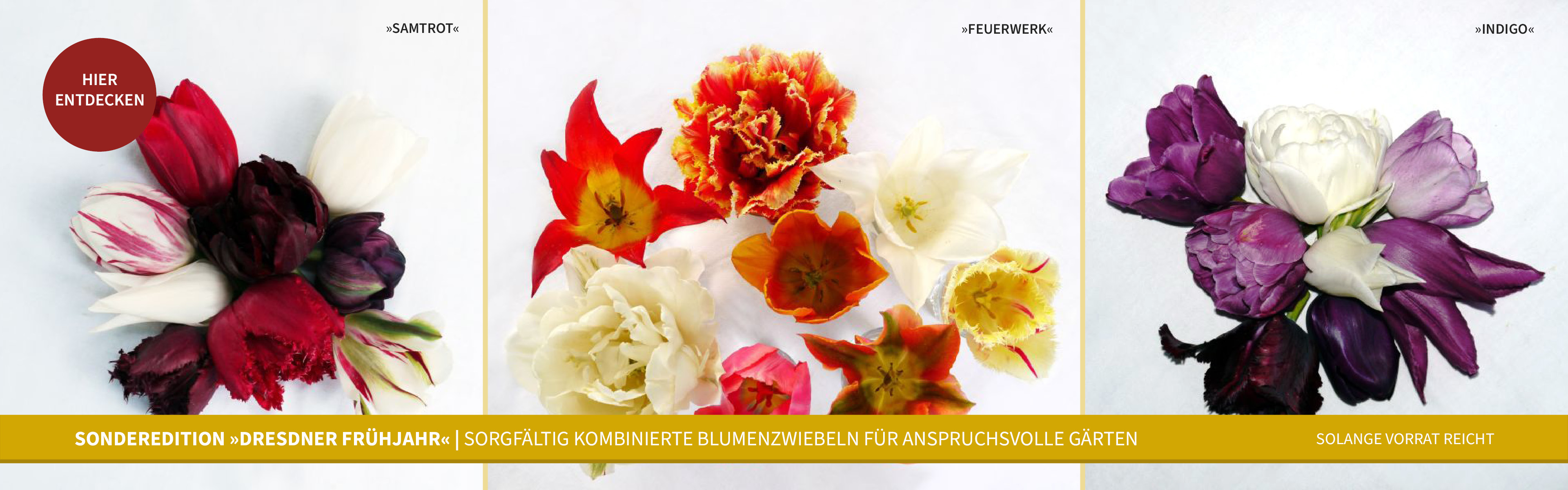 Sonderedition »Dresdner Frühjahr« | Sorgfältig kombinierte Blumenzwiebeln für anspruchsvolle Gärten