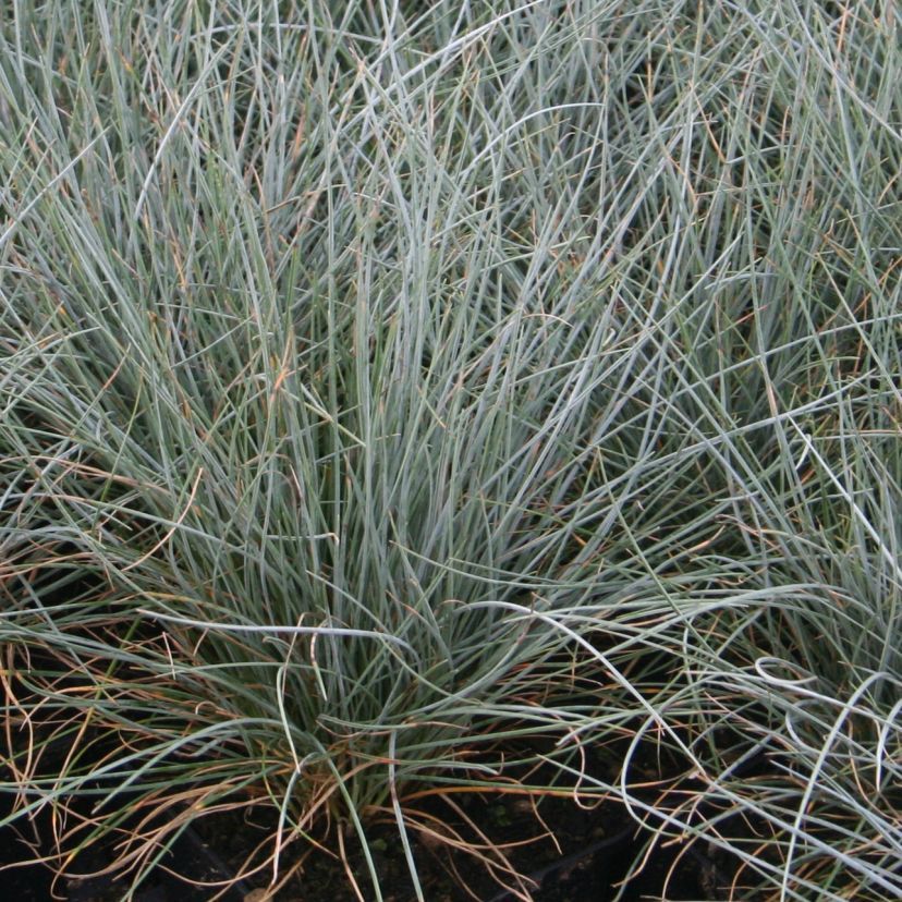 Festuca valesiaca 'Glaucantha'