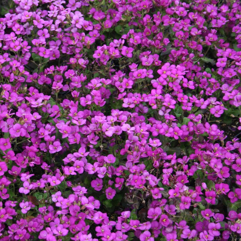 Arabis caucasica 'Little Treas. Deep Rose'