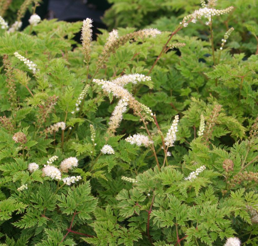 STM - Aruncus aethusifolius 'Elegance'