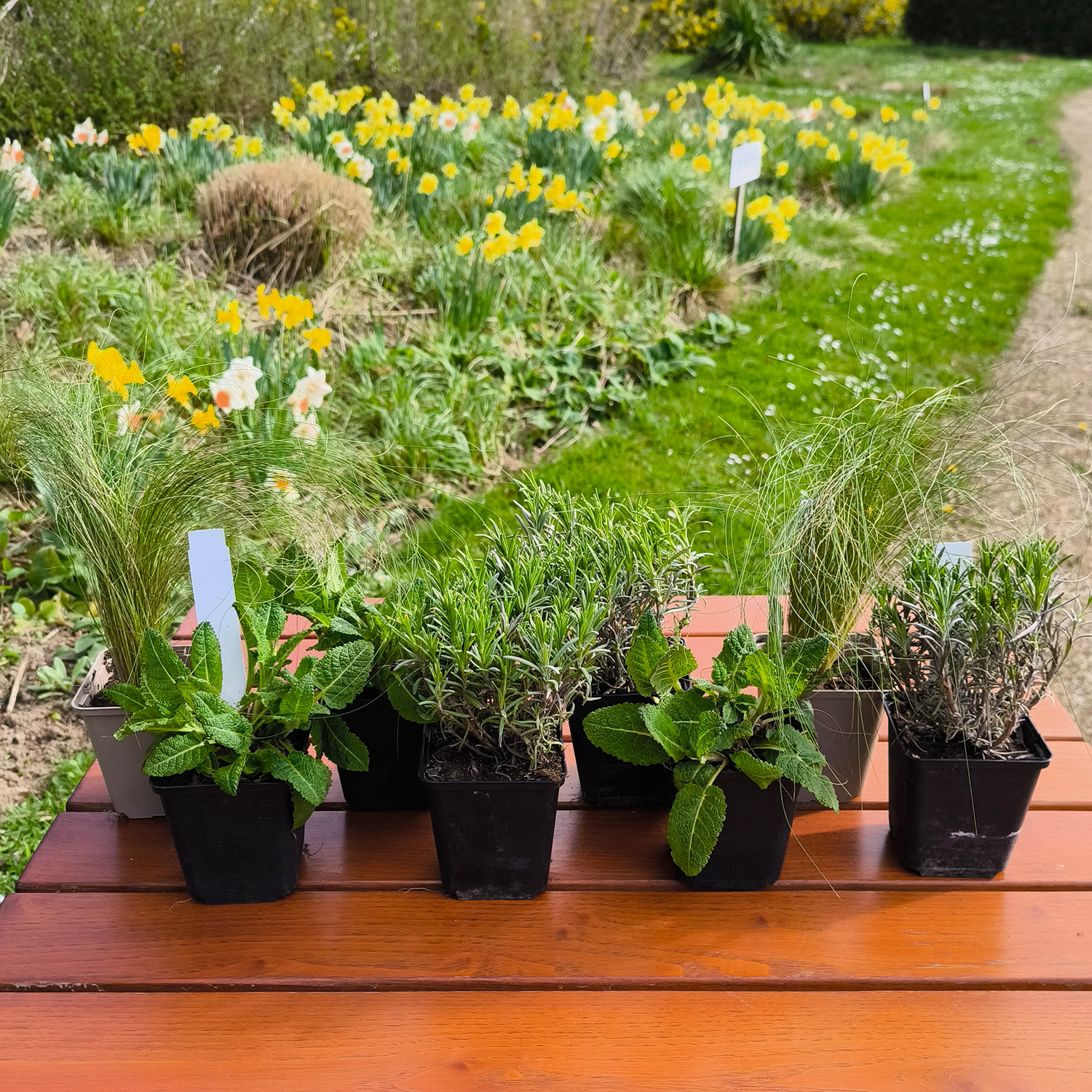 Lavendel, Salbei- und Federgras-BOX