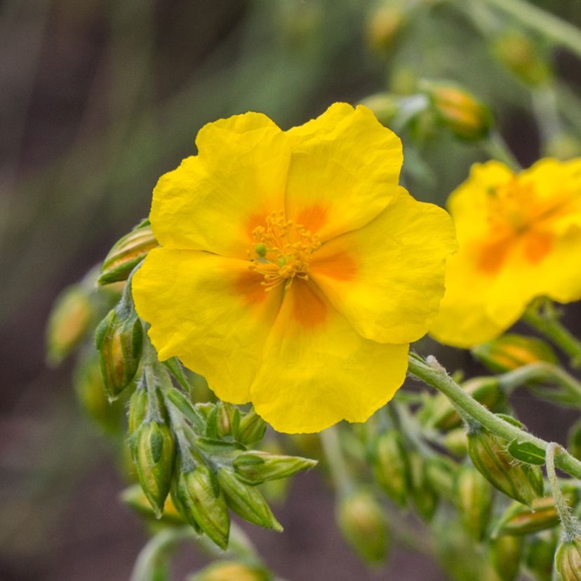 STM - Helianthemum hybr. 'Ben Fhada'
