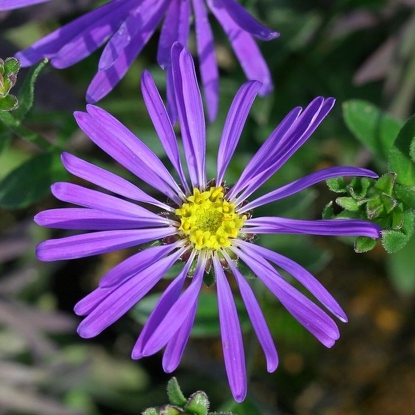 Aster amellus 'Veilchenkönigin'