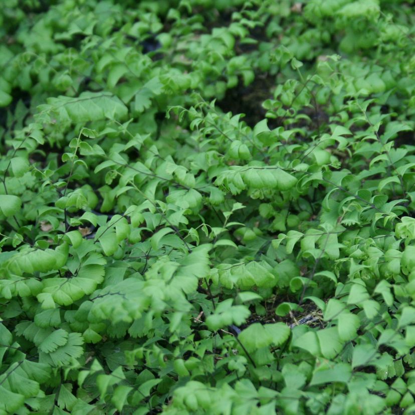 Adiantum pedatum 'Imbricatum'