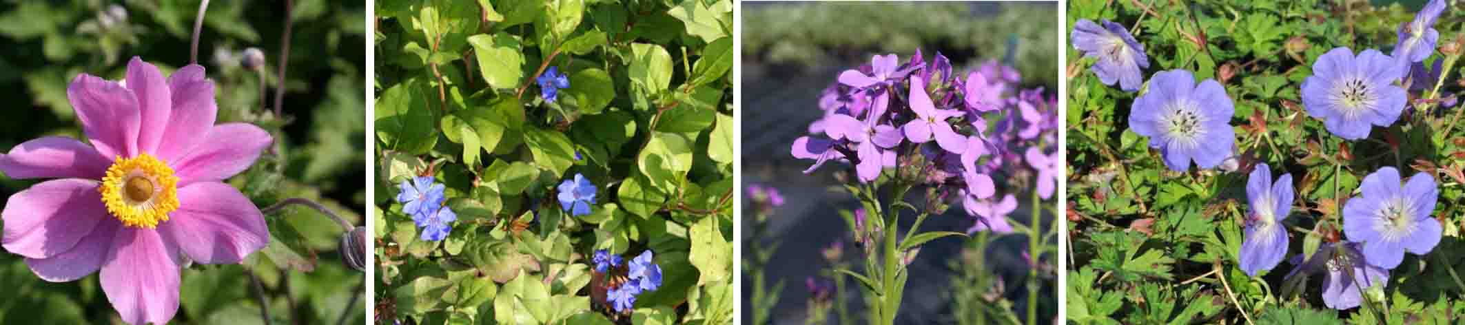Blau-Rosa-Lila Mischung - Wädenwiler Staudenhecke