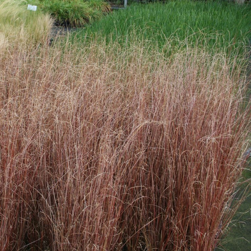 Carex buchananii 'Red Rooster'