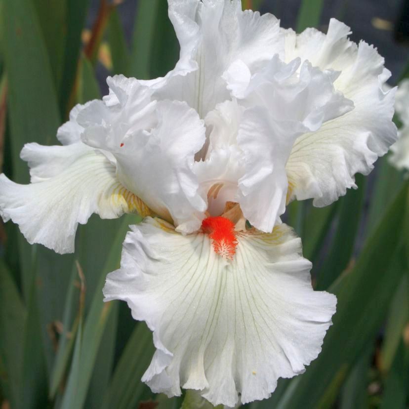 STM - Iris barb.- elat. 'Nordica'