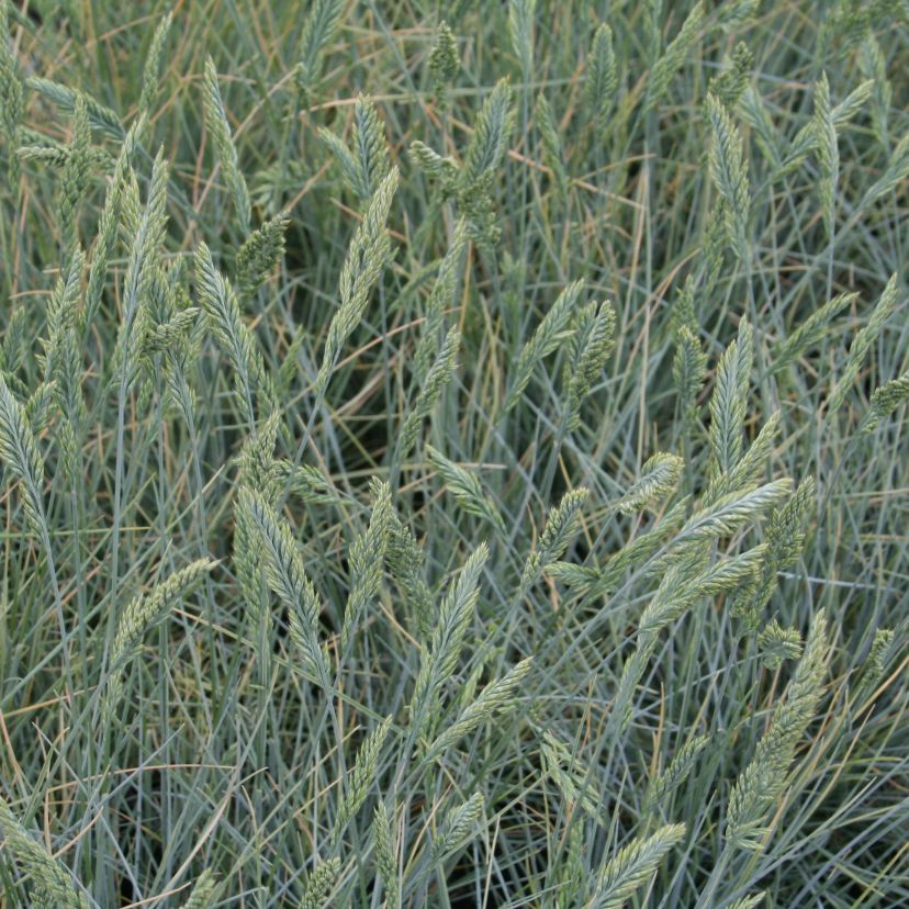 Festuca valesiaca 'Silbersee'