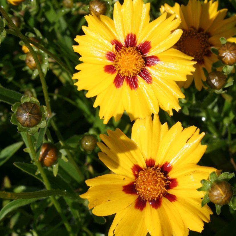 STM - Coreopsis lance. 'Sterntaler'
