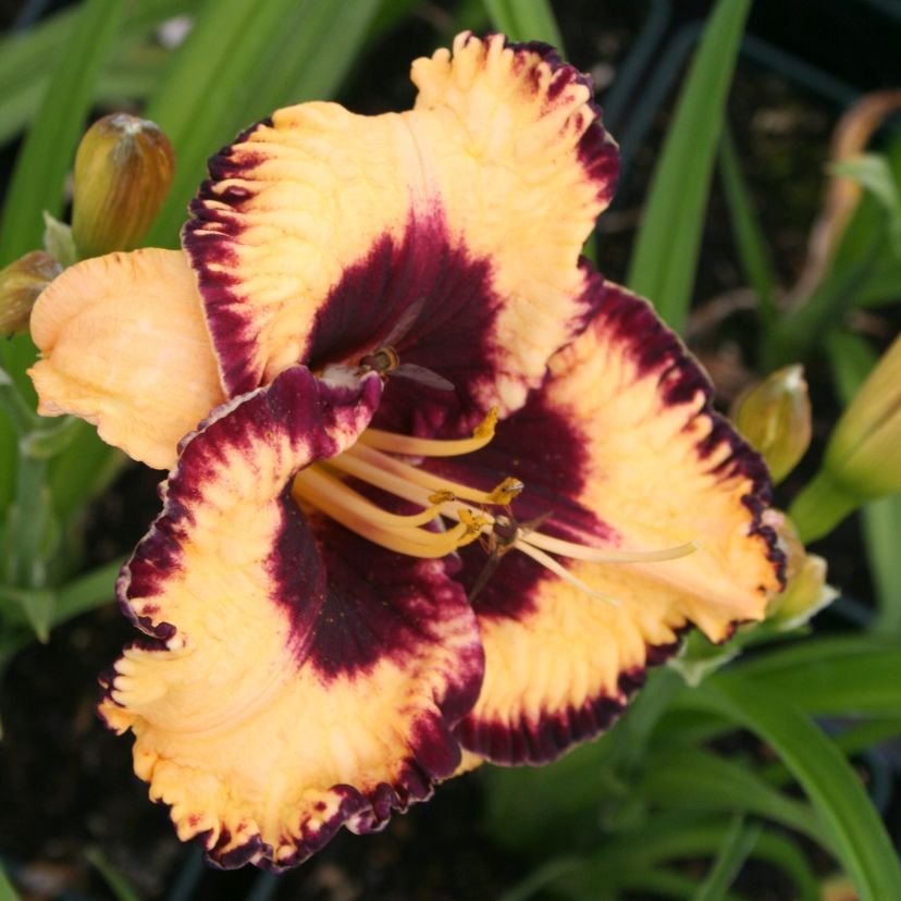 STM - Hemerocallis hybr. 'Eye on America'