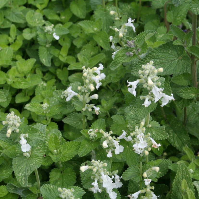 Nepeta racemosa 'Snowflake'