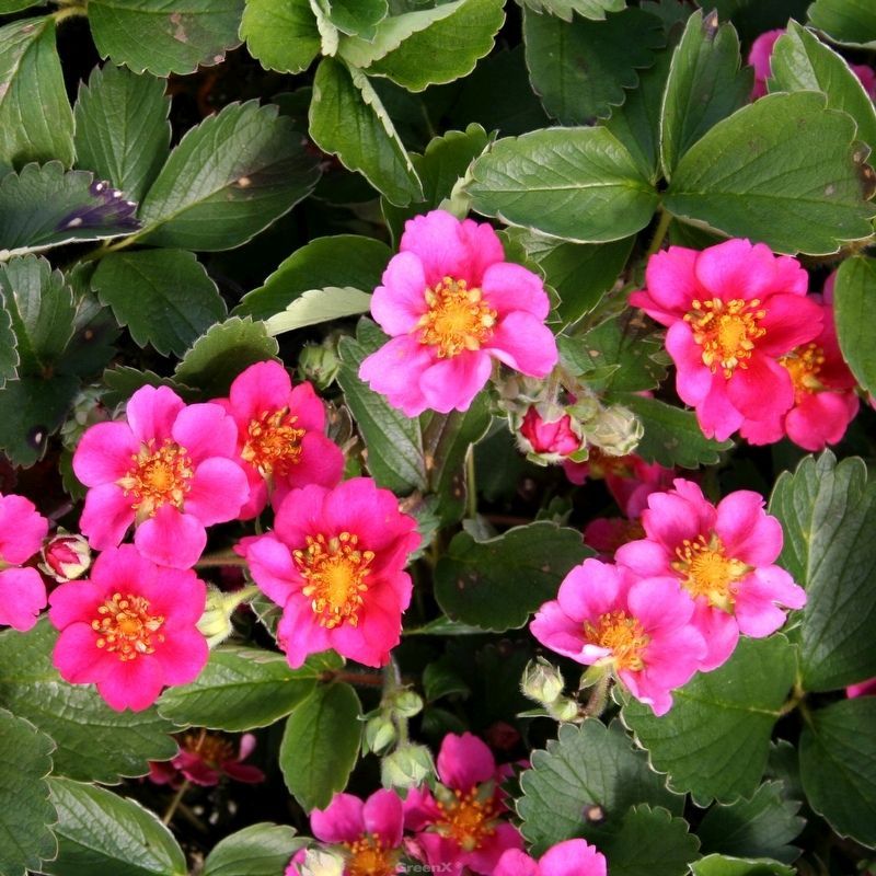 Fragaria x ananassa 'Red Ruby'  -R-