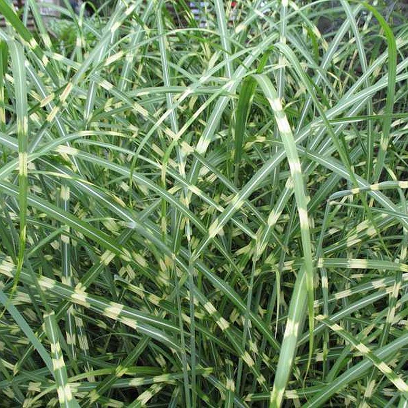 STM - Miscanthus sinensis 'Little Zebra'