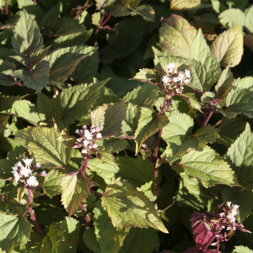 Eupatorium rugosum 'Chocolate'