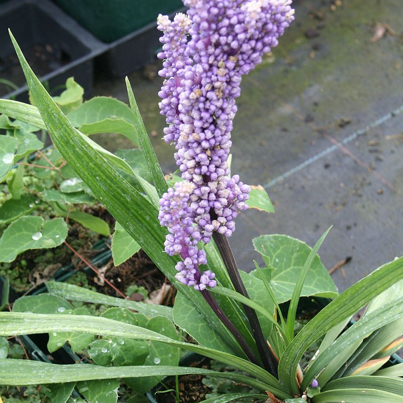 STM - Liriope muscari 'Moneymaker'