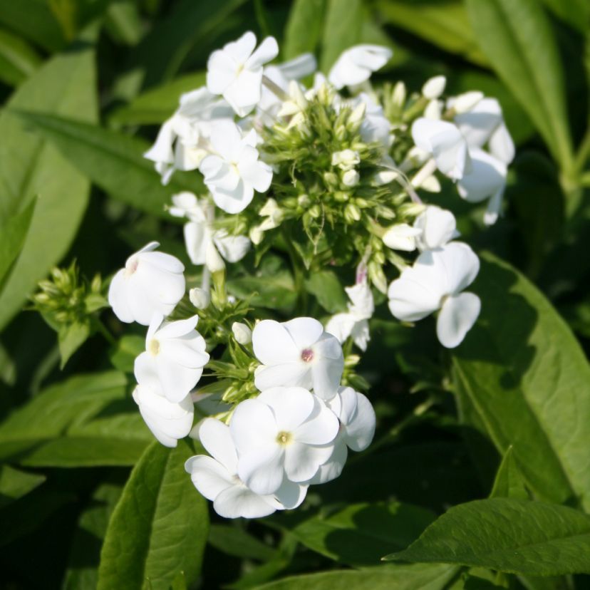 Phlox panic. 'Rembrandt'