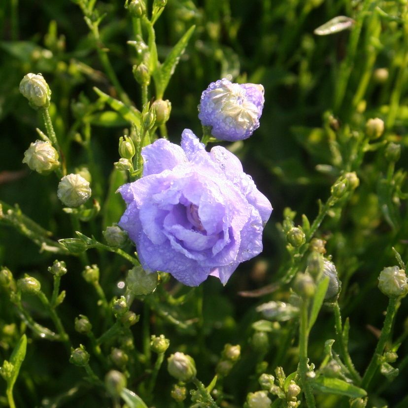 STM - Campanula cochl. 'Blaue Taube'