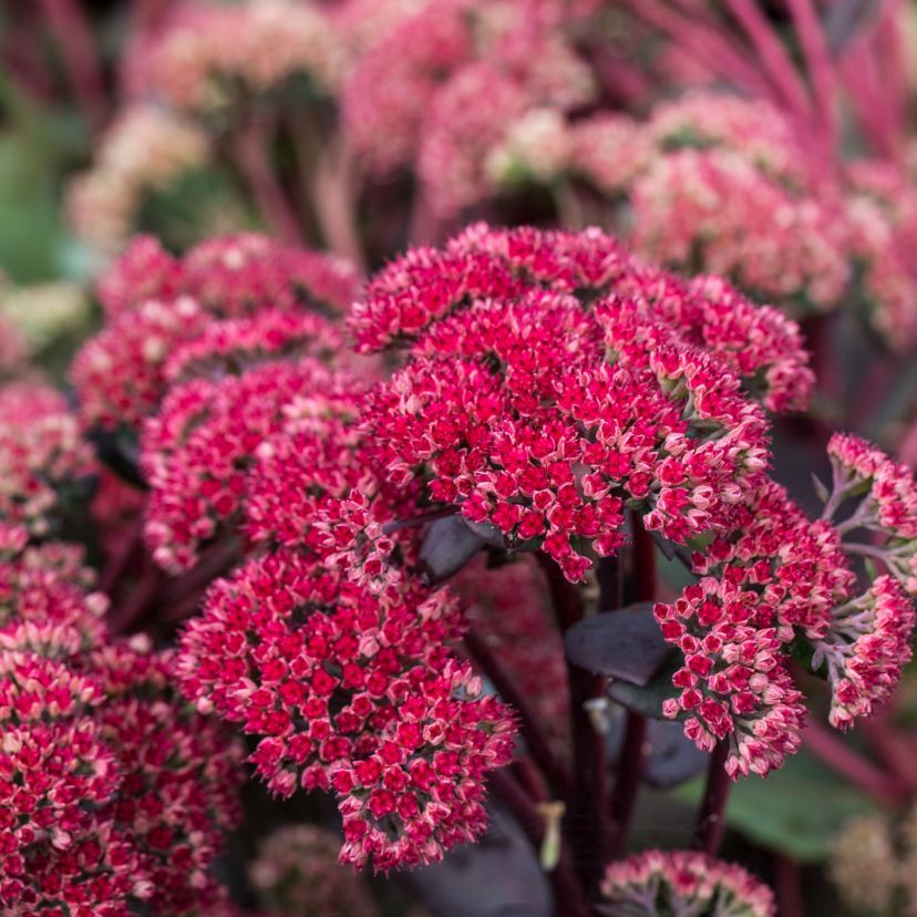 STM - Sedum telephium 'Red Cauli'