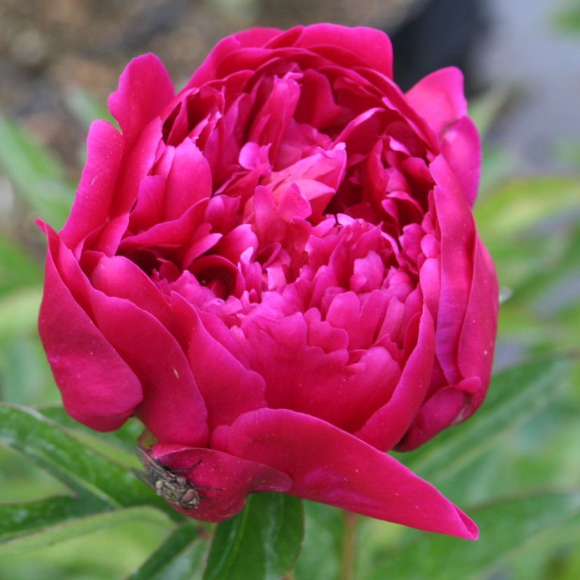 STM - Paeonia lact. 'Insp. Lavergne'