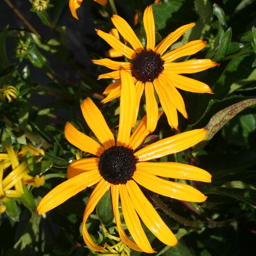 STM - Rudbeckia fulgida 'Early Bird Gold'  -R-