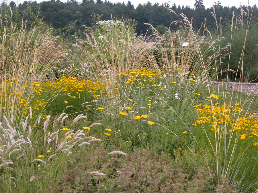 Sommerwind - Staudenmischpflanzung als Fertigmischung vorgemischt