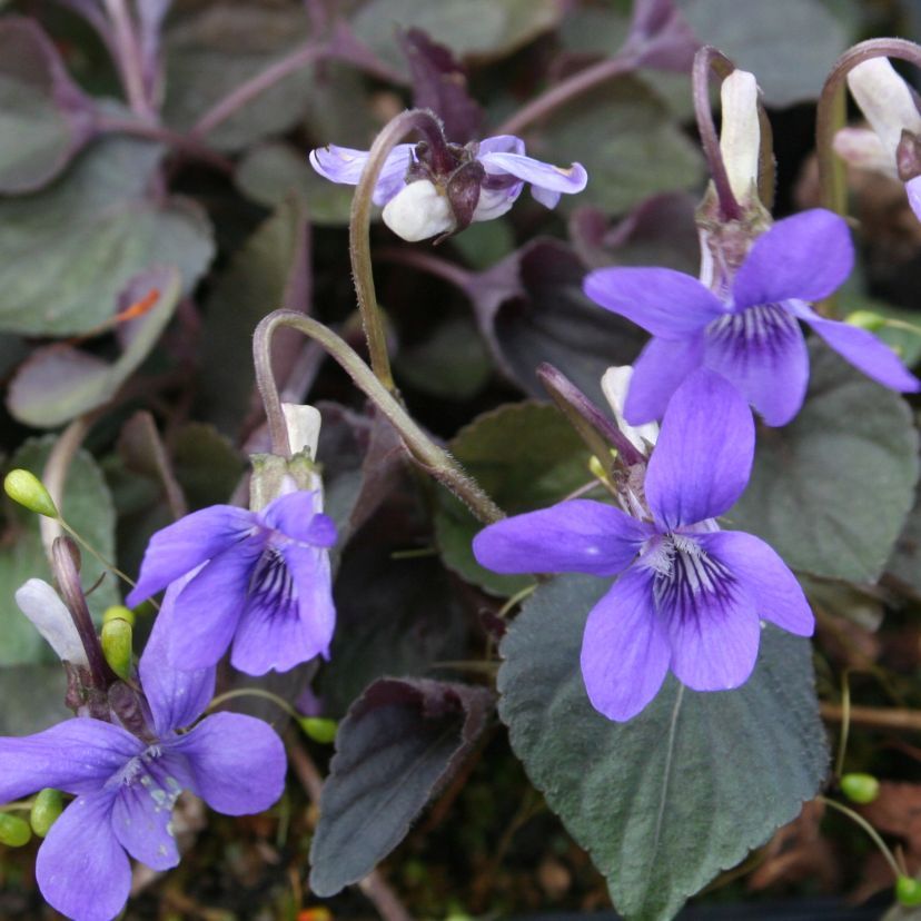Viola labradorica