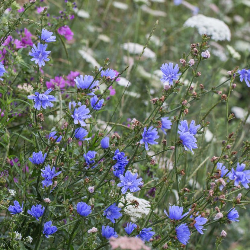 Cichorium intybus