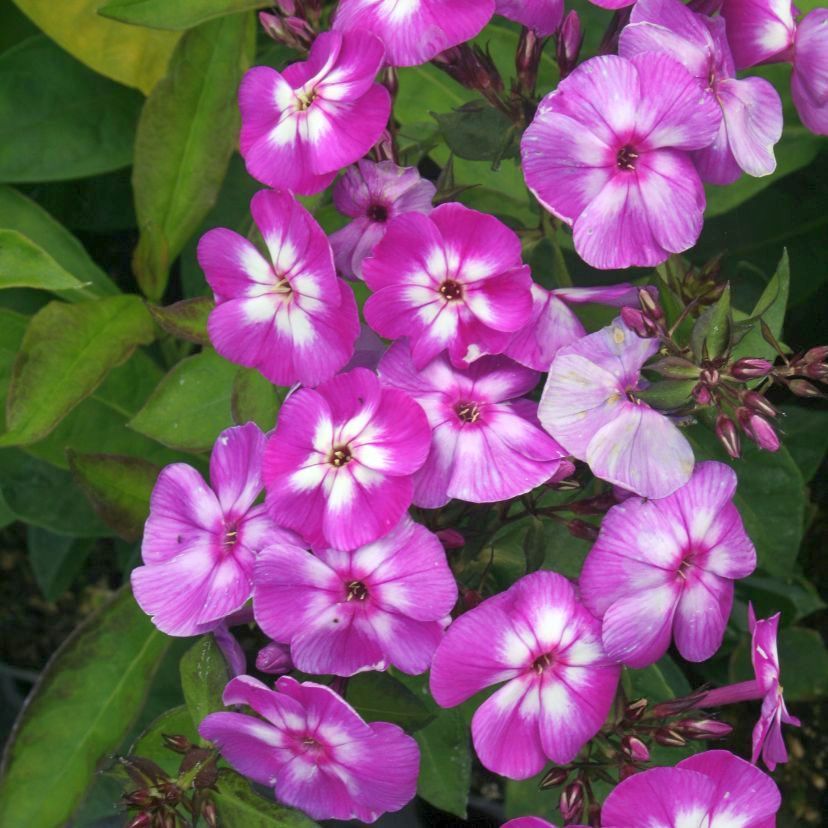 Phlox panic. 'Uspech'