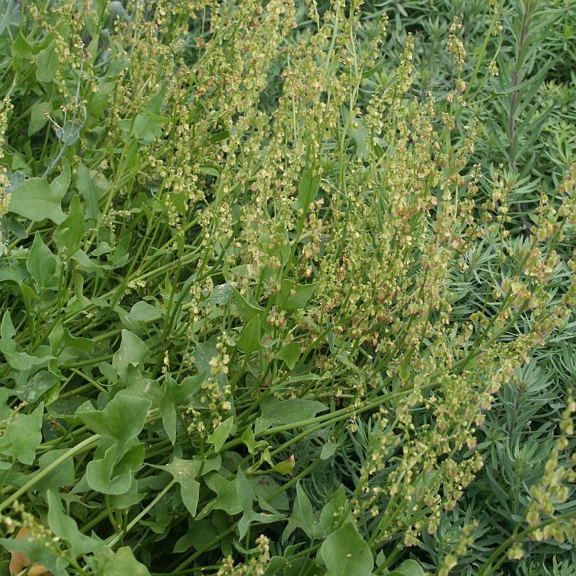 STM - Rumex scutatus