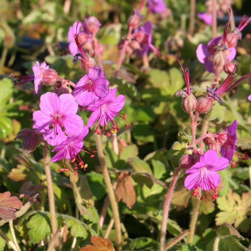 Geranium macr.
