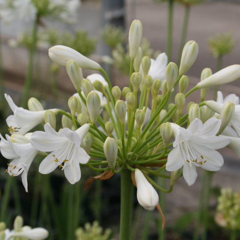 STM - Agapanthus africanus 'Glacier Stream'