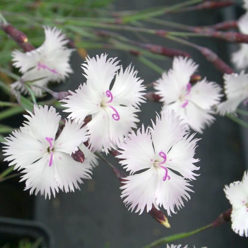 Dianthus grat. 'Greystone'