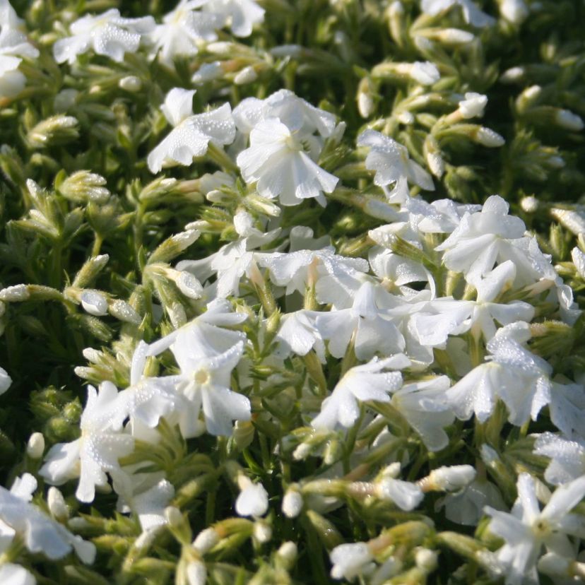 STM - Phlox sub. 'Early Spring White'