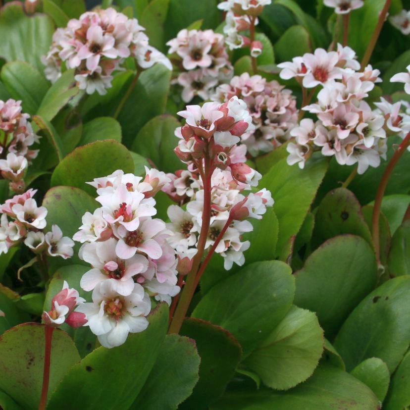 STM - Bergenia x hybr. 'Bressingham White'