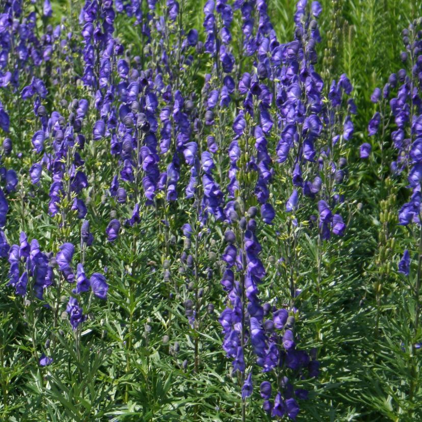 STM - Aconitum napellus