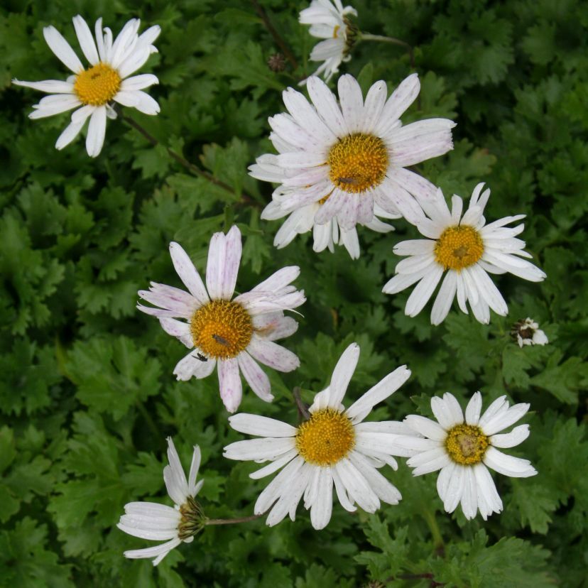 Arctanthemum arcticum