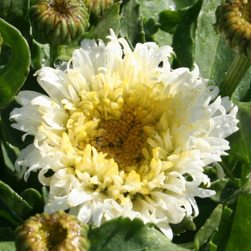 STM - Leucanthemum sup. 'Macaroon'