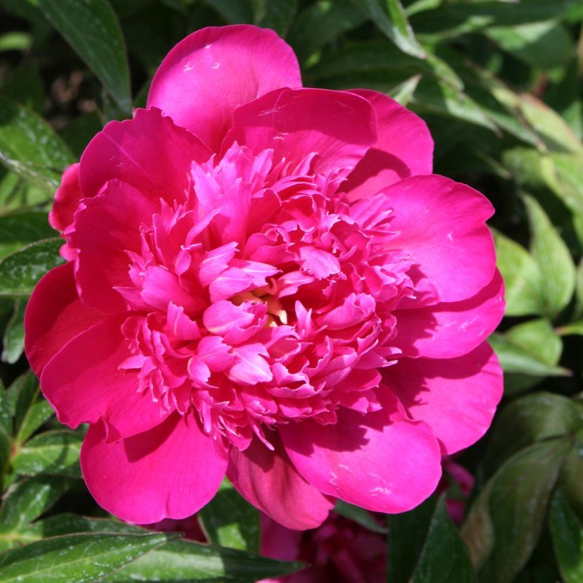 Paeonia lact. 'K. Rosenfield'