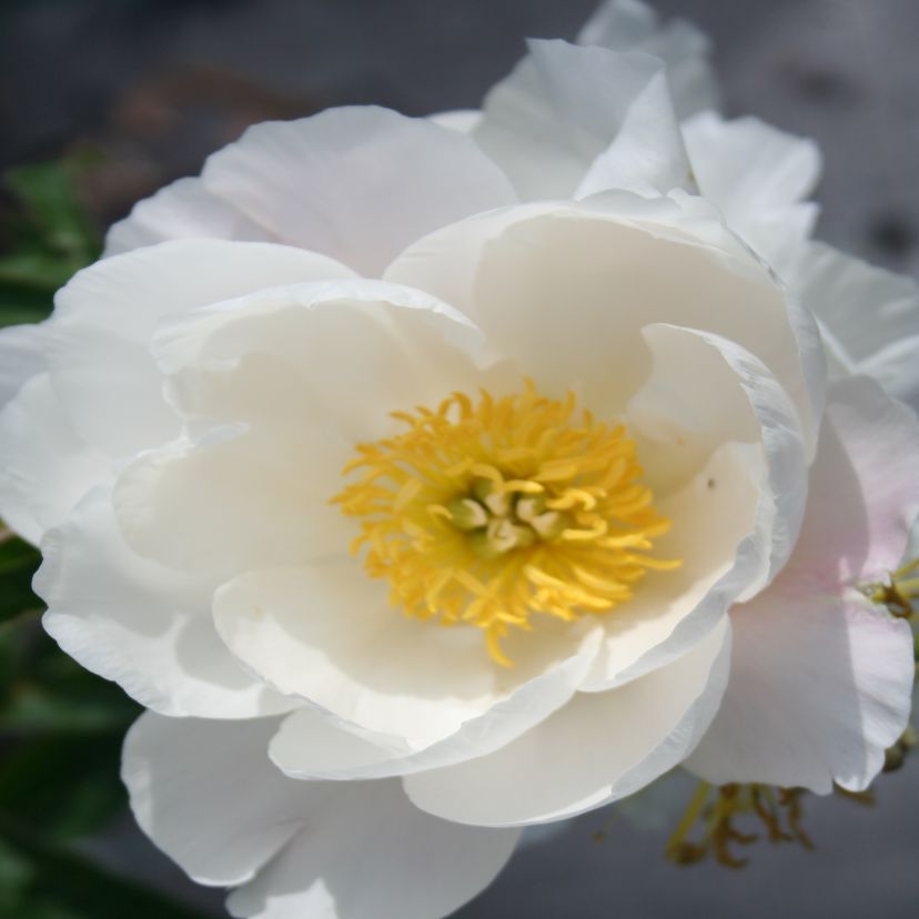 STM - Paeonia lact. 'Miss America'