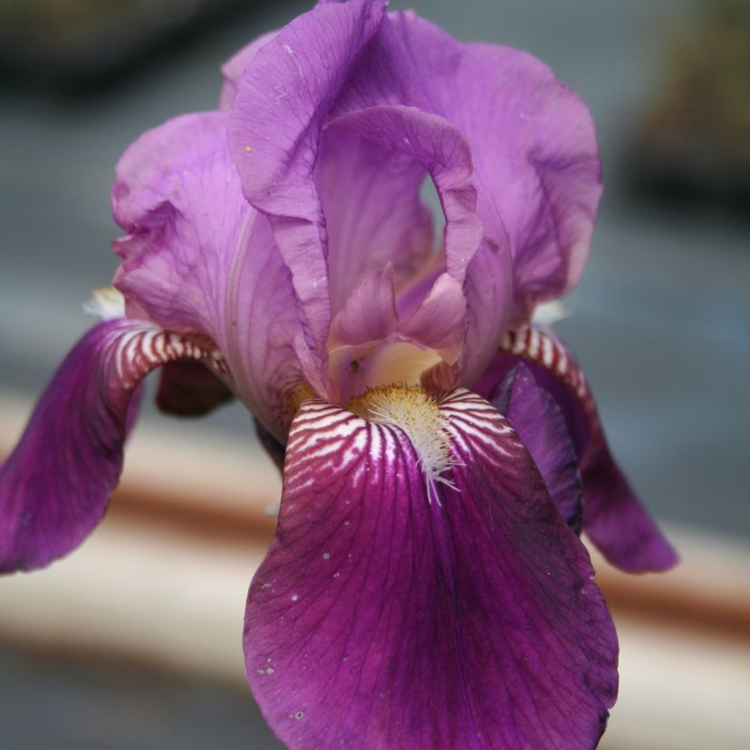 STM - Iris barb.- elat. 'Matinata'