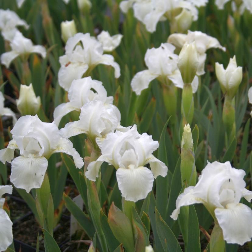 Iris barbata-nana 'Die Braut'