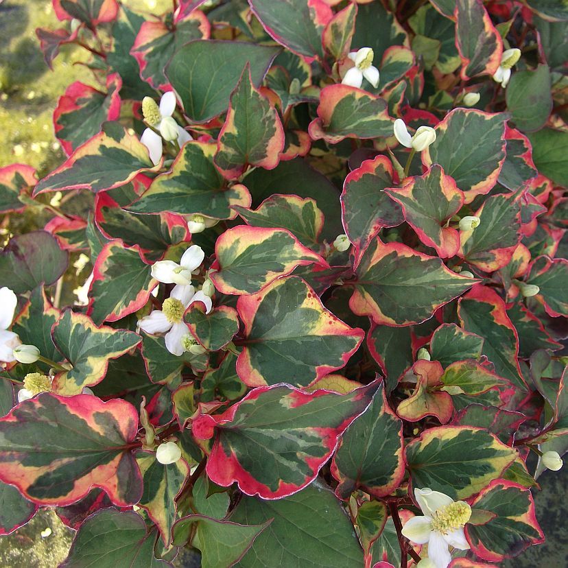 STM - Houttuynia cordata